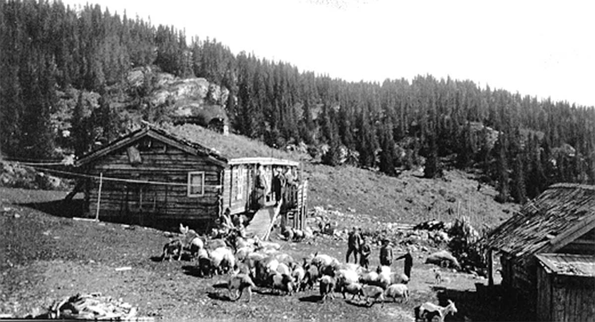 Vintage picture of high mountain scene with a seter (summer farm) including a home, people, livestock, and another outbuilding all surrounded by pine trees.